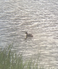 Tachybaptus ruficollis