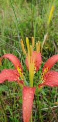 Lilium catesbaei