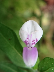 Dicliptera chinensis