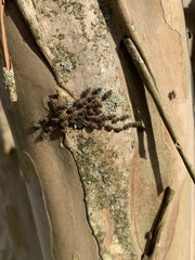 Cerastipsocus venosus