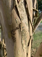 Cerastipsocus venosus