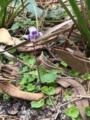 Viola banksii