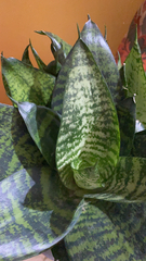 Sansevieria trifasciata