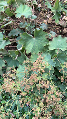 Alchemilla mollis