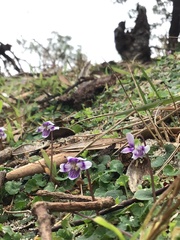 Viola banksii