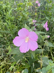 Malva alcea