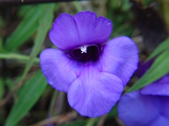 Torenia concolor