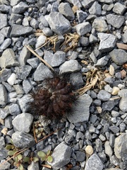 Pyrrharctia isabella