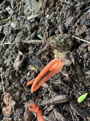 Pseudocolus fusiformis