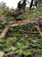 Viola banksii