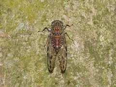 Formosemia apicalis