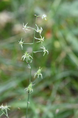 Anticlea sibirica
