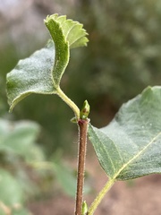 Betula pubescens