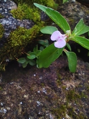Impatiens minor