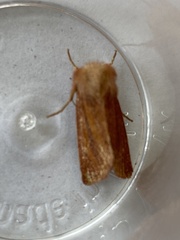 Denticucullus pygmina