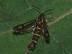 Pyropteron triannuliformis