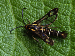Pyropteron triannuliformis