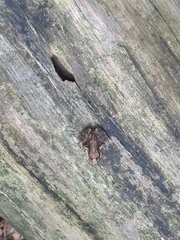 Rana