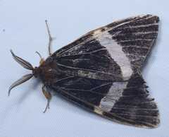 Lymantriinae