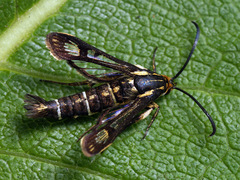 Pyropteron triannuliformis