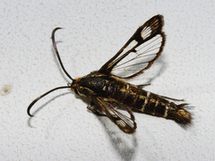 Pyropteron triannuliformis