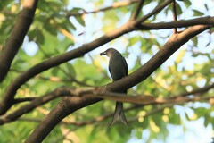 Dicrurus leucophaeus mouhoti