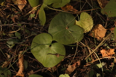 Asarum europaeum