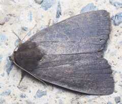 Erebidae