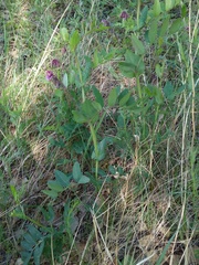 Lathyrus pisiformis