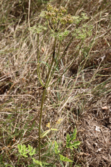 Heracleum sphondylium