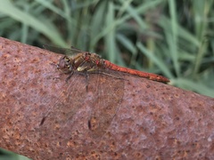 Sympetrum striolatum