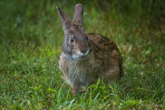 Sylvilagus palustris