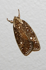 Euchaetis metallota