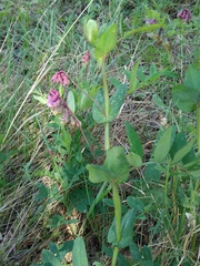 Lathyrus pisiformis