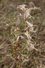 Epilobium tetragonum