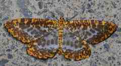 Epobeidia lucifera extranigricans