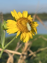 Taylorilygus apicalis