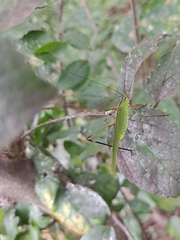 Phaneroptera nigroantennata