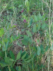Lathyrus pisiformis