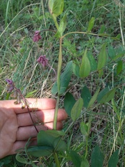 Lathyrus pisiformis