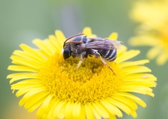 Pseudapis diversipes