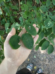Amelanchier spicata