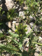 Pedicularis sibthorpii