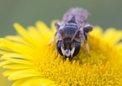 Pseudapis diversipes