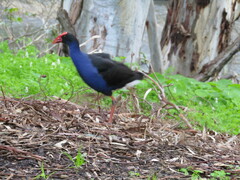 Porphyrio melanotus