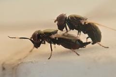 Physiphora alceae