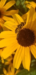 Eristalis transversa