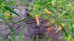 Eremophila oldfieldii