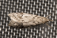 Crambidae