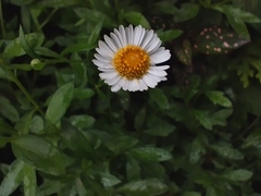 Erigeron karvinskianus